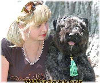 Bouvier des Flandres DREAM - Elevage du CLOS DE LA LUETTE - COPYRIGHT DEPOSE