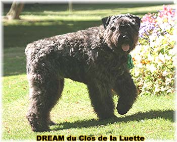 Bouvier des Flandres DREAM - Elevage du CLOS DE LA LUETTE - COPYRIGHT DEPOSE