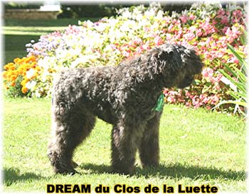 Bouvier des Flandres DREAM - Elevage du CLOS DE LA LUETTE - COPYRIGHT DEPOSE