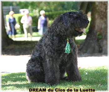 Bouvier des Flandres DREAM - Elevage du CLOS DE LA LUETTE - COPYRIGHT DEPOSE