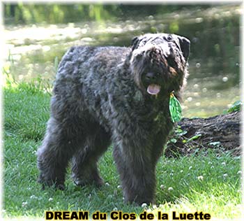 Bouvier des Flandres DREAM - Elevage du CLOS DE LA LUETTE - COPYRIGHT DEPOSE