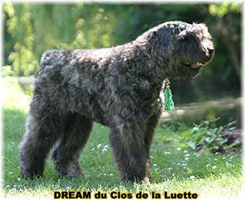 Bouvier des Flandres DREAM - Elevage du CLOS DE LA LUETTE - COPYRIGHT DEPOSE