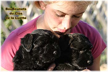bouvier des flandres photo chiot - Elevage Clos Luette - COPYRIGHT DEPOSE