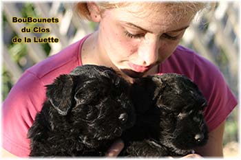 bouvier des flandres photo chiot - Elevage Clos Luette -  COPYRIGHT DEPOSE