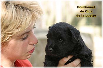 bouvier des flandres photo chiot - Elevage Clos Luette - COPYRIGHT DEPOSE