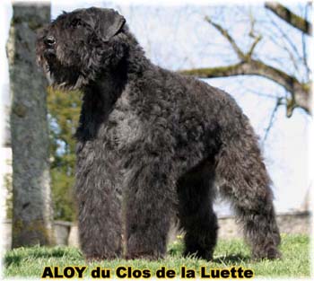 ALLOY © Elevage de bouviers des flandres du Clos de la Luette specialisé pour le bouvier des flandres Copyrigth depose