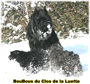 Elevage du CLOS DE LA LUETTE - COPYRIGHT DEPOSE