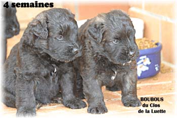 bouvier des flandres photo chiot - Elevage Clos Luette - COPYRIGHT DEPOSE