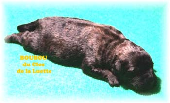 bouvier des flandres photo chiot - Elevage Clos Luette - COPYRIGHT DEPOSE