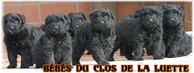 bouvier des flandres photo chiot - Elevage Clos Luette - COPYRIGHT DEPOSE