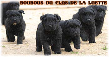 bouvier des flandres photo chiot - Elevage Clos Luette -  COPYRIGHT DEPOSE