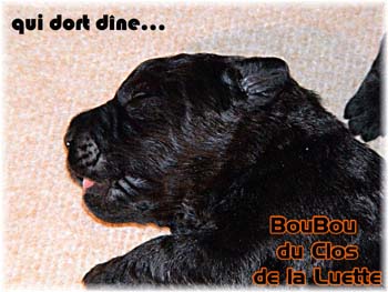 bouvier des flandres photo chiot - Elevage Clos Luette -  COPYRIGHT DEPOSE