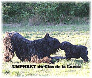 bouvier des flandres photo chiot - Elevage Clos Luette - COPYRIGHT DEPOSE