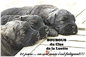 bouvier des flandres photo chiot - Elevage Clos Luette - COPYRIGHT DEPOSE
