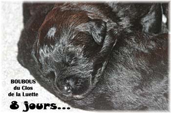 bouvier des flandres photo chiot - Elevage Clos Luette -  COPYRIGHT DEPOSE