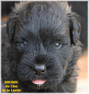 bouvier des flandres photo chiot - Elevage Clos Luette -  COPYRIGHT DEPOSE