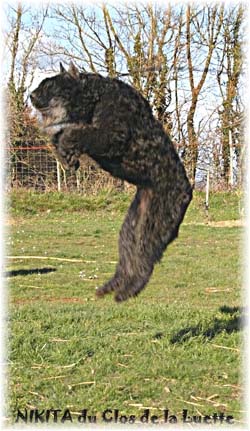 photo Bouvier des Flandres élevage du Clos de la Luette - COPYRIGHT DEPOSE