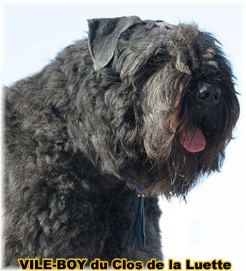 Bouvier des Flandres image - Elevage du Clos de la Luette - Copyright déposé