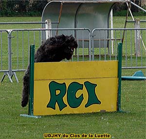 Bouvier des Flandres image - Elevage du Clos de la Luette - Copyright déposé