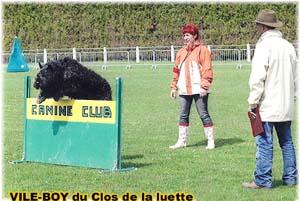 Bouvier des Flandres image - Elevage du Clos de la Luette - Copyright déposé