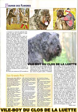 Bouvier des Flandres image - Elevage du Clos de la Luette - Copyright déposé