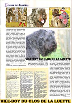 Bouvier des Flandres image  -  Elevage du Clos de la Luette - Copyright dpos