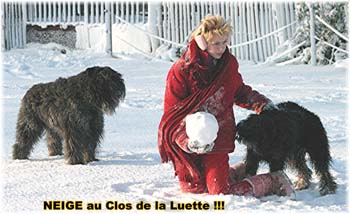 Bouvier des Flandres image - Elevage du Clos de la Luette - Copyright déposé