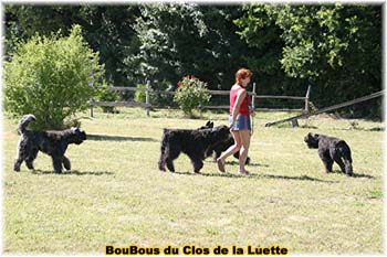 Bouvier des Flandres image - Elevage du Clos de la Luette - Copyright déposé