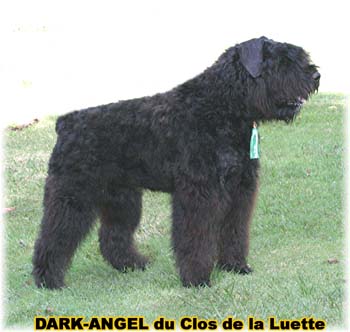 Bouvier des Flandres image - Elevage du Clos de la Luette - Copyright déposé