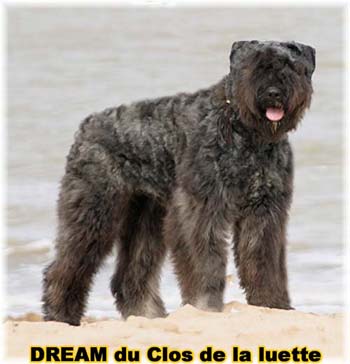 Bouvier des Flandres image  -  Elevage du Clos de la Luette - Copyright dpos