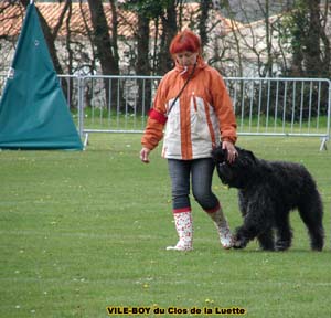 Bouvier des Flandres image - Elevage du Clos de la Luette - Copyright déposé