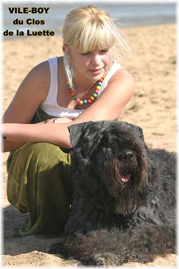 Bouvier des Flandres image - Elevage du Clos de la Luette - Copyright déposé