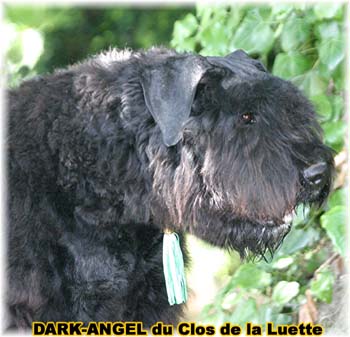 Bouvier des Flandres image - Elevage du Clos de la Luette - Copyright déposé