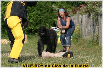 Bouvier des Flandres image  -  Elevage du Clos de la Luette - Copyright dpos