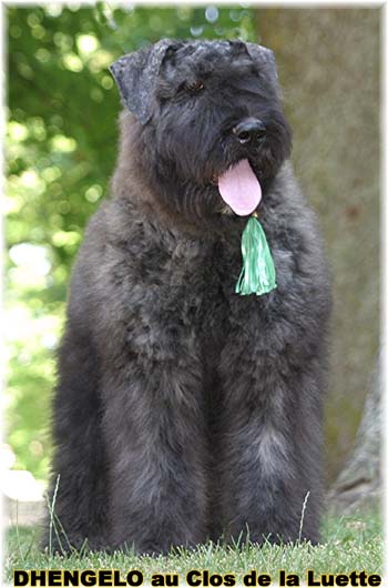 Bouvier des Flandres image  -  Elevage du Clos de la Luette - Copyright dpos