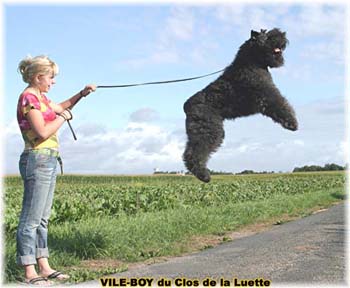 Bouvier des Flandres image  -  Elevage du Clos de la Luette - Copyright dpos