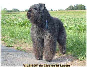 Bouvier des Flandres image  -  Elevage du Clos de la Luette - Copyright dpos