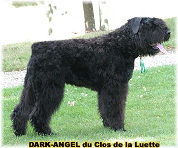 Bouvier des Flandres image  -  Elevage du Clos de la Luette - Copyright dpos