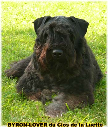 Bouvier des Flandres image - Elevage du Clos de la Luette - Copyright déposé