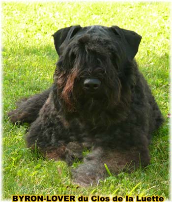 Bouvier des Flandres image  -  Elevage du Clos de la Luette - Copyright dpos