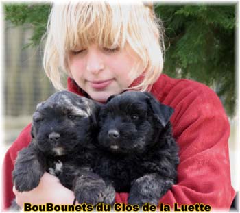 Bouvier des Flandres image  -  Elevage du Clos de la Luette - Copyright dpos