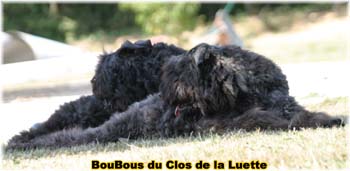 Bouvier des Flandres image  -  Elevage du Clos de la Luette - Copyright dpos