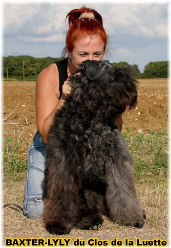 Bouvier des Flandres image  -  Elevage du Clos de la Luette - Copyright dpos