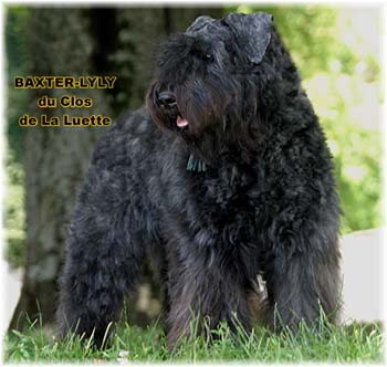 Bouvier des Flandres image - Elevage du Clos de la Luette - Copyright déposé