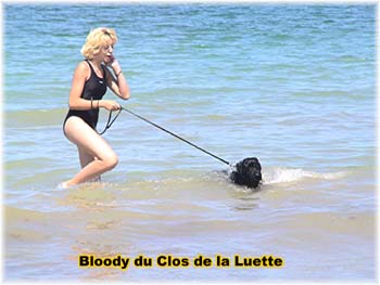 Bouvier des Flandres image  -  Elevage du Clos de la Luette - Copyright dpos