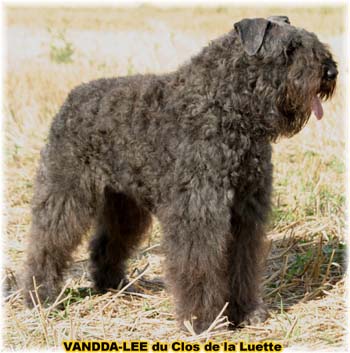 Bouvier des Flandres image  -  Elevage du Clos de la Luette - Copyright dpos