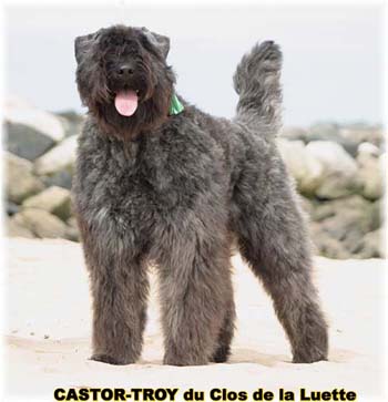 Bouvier des Flandres image  -  Elevage du Clos de la Luette - Copyright dpos