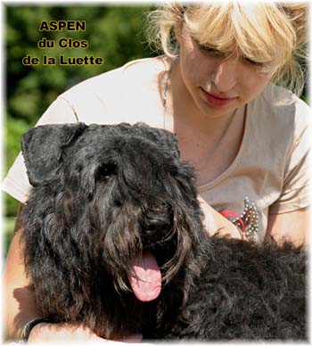 Bouvier des Flandres image  -  Elevage du Clos de la Luette - Copyright dpos