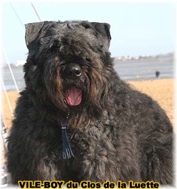 Bouvier des Flandres image  -  Elevage du Clos de la Luette - Copyright dpos