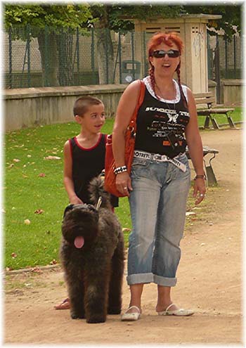 Bouvier des Flandres image  -  Elevage du Clos de la Luette - Copyright dpos